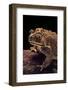 Duttaphrynus Melanostictus (Spectacled Toad)-Paul Starosta-Framed Photographic Print