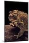 Duttaphrynus Melanostictus (Spectacled Toad)-Paul Starosta-Mounted Photographic Print