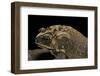 Duttaphrynus Melanostictus (Spectacled Toad)-Paul Starosta-Framed Photographic Print
