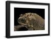 Duttaphrynus Melanostictus (Spectacled Toad)-Paul Starosta-Framed Photographic Print