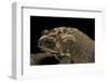 Duttaphrynus Melanostictus (Spectacled Toad)-Paul Starosta-Framed Photographic Print