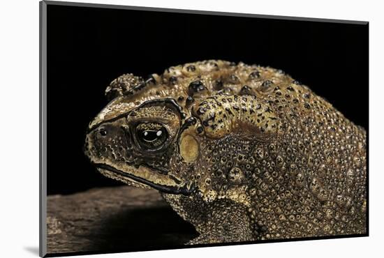Duttaphrynus Melanostictus (Spectacled Toad)-Paul Starosta-Mounted Photographic Print