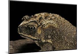Duttaphrynus Melanostictus (Spectacled Toad)-Paul Starosta-Mounted Photographic Print
