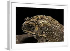 Duttaphrynus Melanostictus (Spectacled Toad)-Paul Starosta-Framed Photographic Print