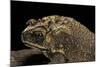 Duttaphrynus Melanostictus (Spectacled Toad)-Paul Starosta-Mounted Photographic Print