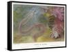 Duvernoy's Synapte and Other Deep Sea Creatures-P. Lackerbauer-Framed Stretched Canvas