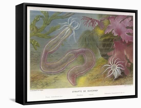 Duvernoy's Synapte and Other Deep Sea Creatures-P. Lackerbauer-Framed Stretched Canvas