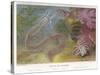 Duvernoy's Synapte and Other Deep Sea Creatures-P. Lackerbauer-Stretched Canvas