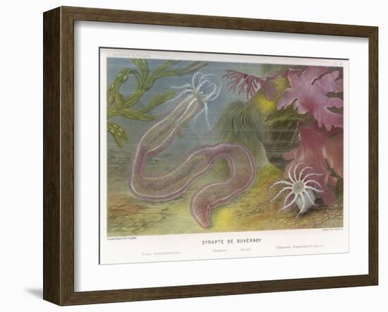 Duvernoy's Synapte and Other Deep Sea Creatures-P. Lackerbauer-Framed Art Print