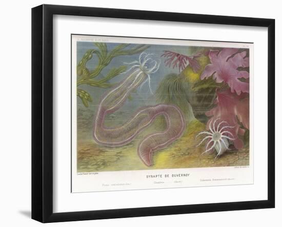 Duvernoy's Synapte and Other Deep Sea Creatures-P. Lackerbauer-Framed Art Print