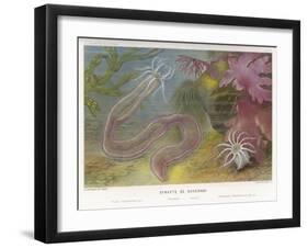 Duvernoy's Synapte and Other Deep Sea Creatures-P. Lackerbauer-Framed Art Print