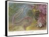 Duvernoy's Synapte and Other Deep Sea Creatures-P. Lackerbauer-Framed Stretched Canvas