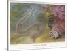 Duvernoy's Synapte and Other Deep Sea Creatures-P. Lackerbauer-Stretched Canvas