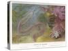 Duvernoy's Synapte and Other Deep Sea Creatures-P. Lackerbauer-Stretched Canvas