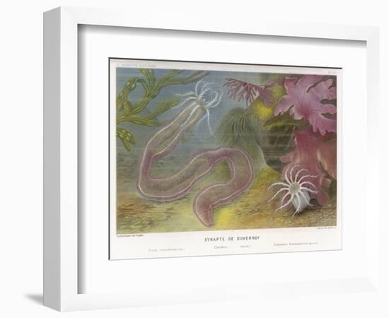 Duvernoy's Synapte and Other Deep Sea Creatures-P. Lackerbauer-Framed Art Print