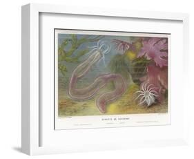 Duvernoy's Synapte and Other Deep Sea Creatures-P. Lackerbauer-Framed Art Print