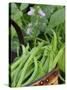 Dwarf Beans, 'Pongo' Harvested Crop in Rustic Trug with Plant and Flowers in Back, Norfolk, UK-Gary Smith-Stretched Canvas