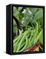 Dwarf Beans, 'Pongo' Harvested Crop in Rustic Trug with Plant and Flowers in Back, Norfolk, UK-Gary Smith-Framed Stretched Canvas