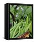 Dwarf Beans, 'Pongo' Harvested Crop in Rustic Trug with Plant and Flowers in Back, Norfolk, UK-Gary Smith-Framed Stretched Canvas