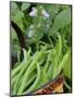 Dwarf Beans, 'Pongo' Harvested Crop in Rustic Trug with Plant and Flowers in Back, Norfolk, UK-Gary Smith-Mounted Photographic Print