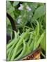 Dwarf Beans, 'Pongo' Harvested Crop in Rustic Trug with Plant and Flowers in Back, Norfolk, UK-Gary Smith-Mounted Photographic Print