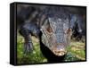 Dwarf Caiman-null-Framed Stretched Canvas