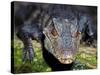 Dwarf Caiman-null-Stretched Canvas