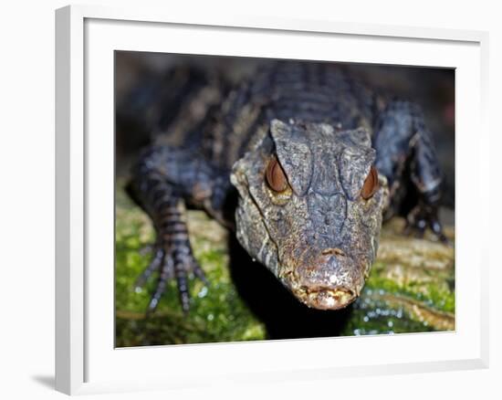 Dwarf Caiman-null-Framed Photographic Print