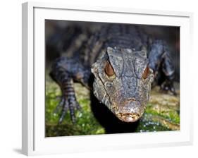 Dwarf Caiman-null-Framed Photographic Print