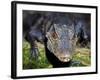 Dwarf Caiman-null-Framed Photographic Print