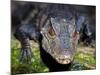 Dwarf Caiman-null-Mounted Photographic Print