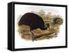 Dwarf Cassowary (Casuarius Bennetti)-John Gould-Framed Stretched Canvas