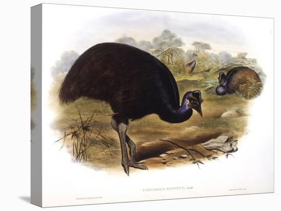 Dwarf Cassowary (Casuarius Bennetti)-John Gould-Stretched Canvas