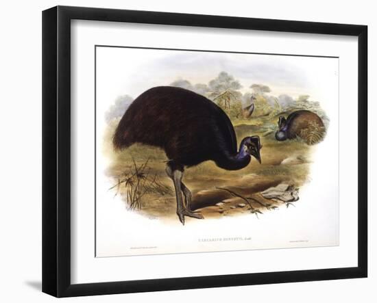 Dwarf Cassowary (Casuarius Bennetti)-John Gould-Framed Giclee Print