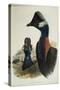 Dwarf Cassowary Casuarius Bennetti,-null-Stretched Canvas