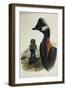 Dwarf Cassowary Casuarius Bennetti,-null-Framed Giclee Print