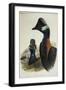 Dwarf Cassowary Casuarius Bennetti,-null-Framed Giclee Print