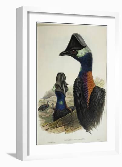 Dwarf Cassowary Casuarius Bennetti,-null-Framed Giclee Print