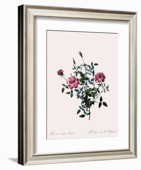 Dwarf China, Rosa Indica Pumila-Pierre Joseph Redoute-Framed Giclee Print