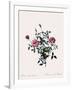 Dwarf China, Rosa Indica Pumila-Pierre Joseph Redoute-Framed Giclee Print