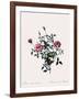 Dwarf China, Rosa Indica Pumila-Pierre Joseph Redoute-Framed Giclee Print