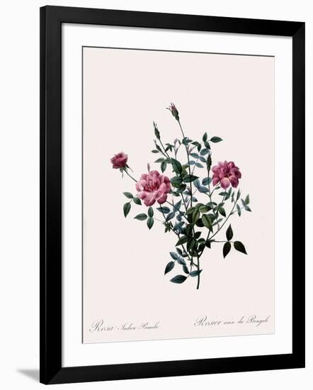 Dwarf China, Rosa Indica Pumila-Pierre Joseph Redoute-Framed Giclee Print