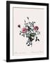 Dwarf China, Rosa Indica Pumila-Pierre Joseph Redoute-Framed Giclee Print