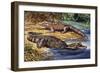 Dwarf Crocodile or Bony Crocodile (Osteolaemus Tetraspis), Crocodylidae-null-Framed Premium Giclee Print