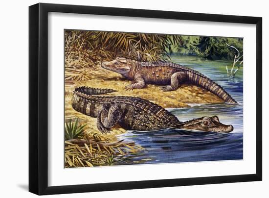 Dwarf Crocodile or Bony Crocodile (Osteolaemus Tetraspis), Crocodylidae-null-Framed Premium Giclee Print