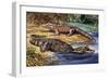 Dwarf Crocodile or Bony Crocodile (Osteolaemus Tetraspis), Crocodylidae-null-Framed Premium Giclee Print