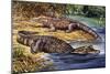 Dwarf Crocodile or Bony Crocodile (Osteolaemus Tetraspis), Crocodylidae-null-Mounted Premium Giclee Print