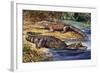 Dwarf Crocodile or Bony Crocodile (Osteolaemus Tetraspis), Crocodylidae-null-Framed Giclee Print