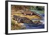 Dwarf Crocodile or Bony Crocodile (Osteolaemus Tetraspis), Crocodylidae-null-Framed Giclee Print