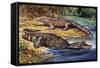 Dwarf Crocodile or Bony Crocodile (Osteolaemus Tetraspis), Crocodylidae-null-Framed Stretched Canvas